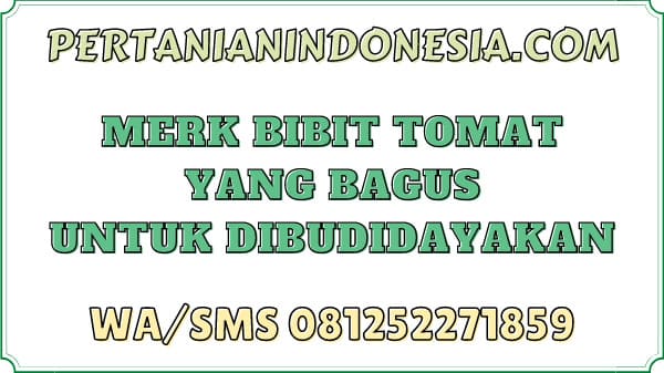 Merk Bibit Tomat Yang Bagus Untuk Dibudidayakan